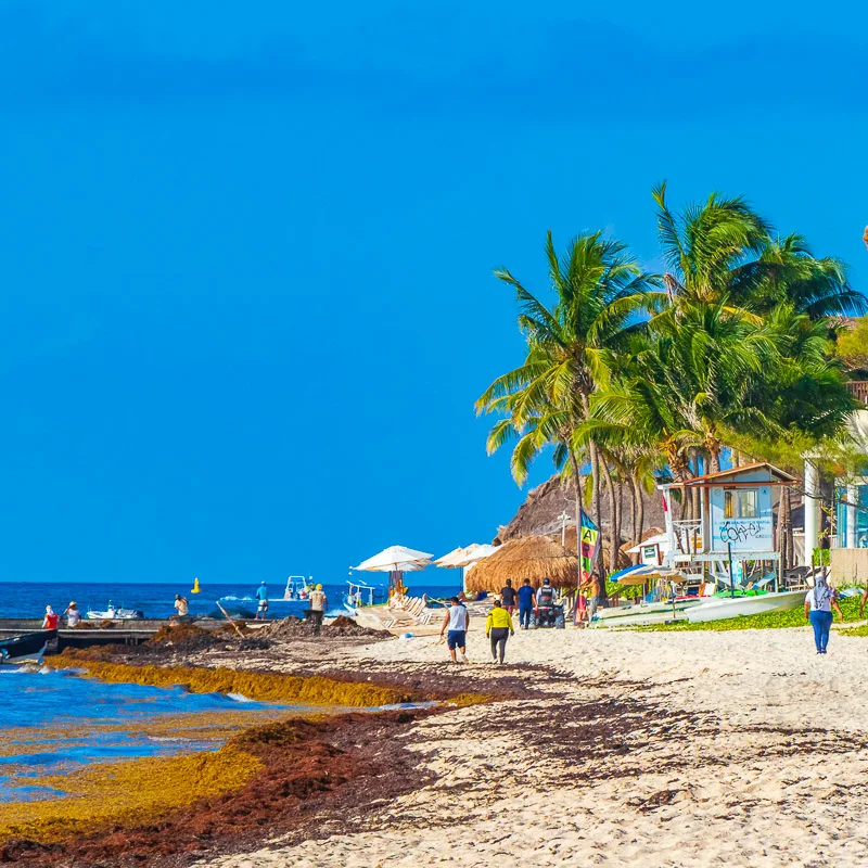 walking on sargassum