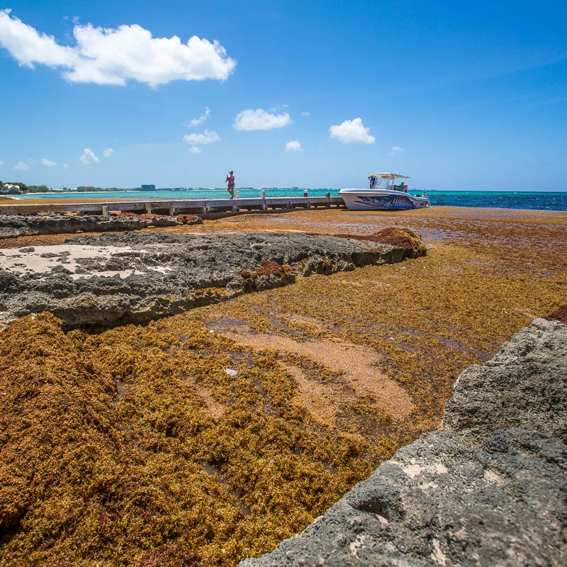 seaweed beach