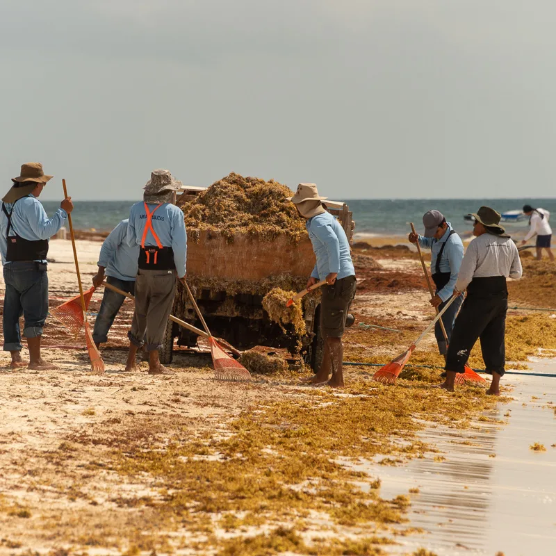 men cleaning beach