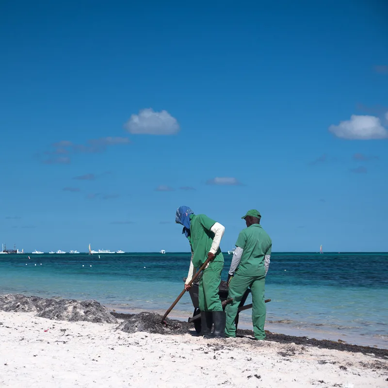 men picking seaweed