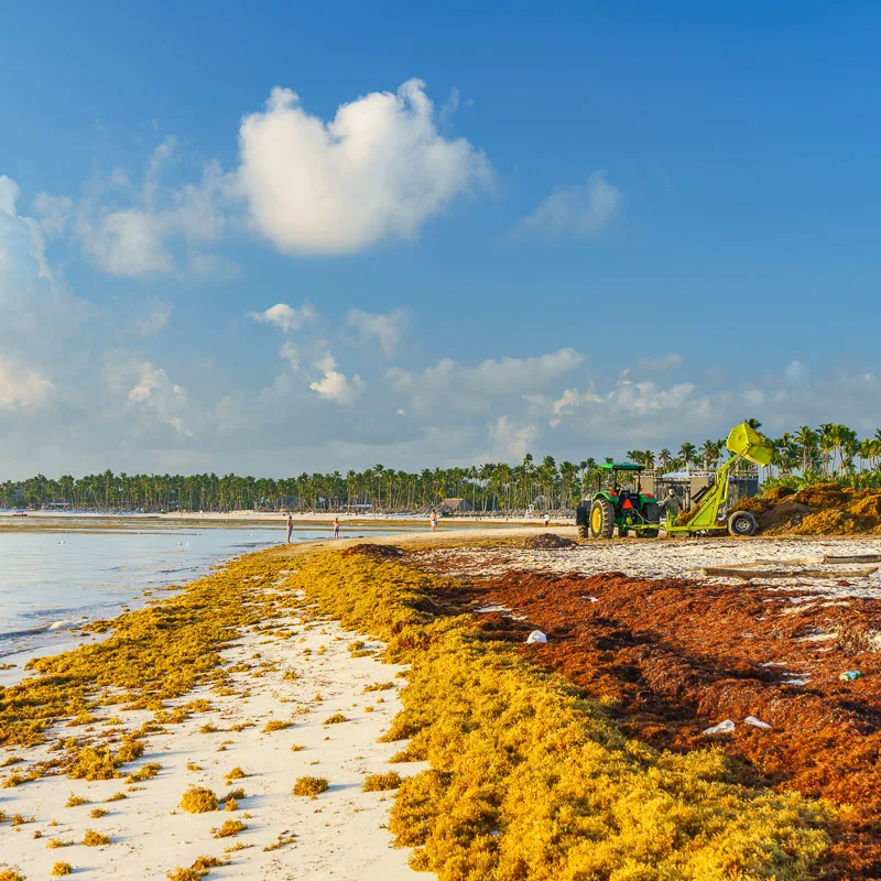 Experts Warn That Sargassum In Cancun Can Cause Mild Skin Rashes