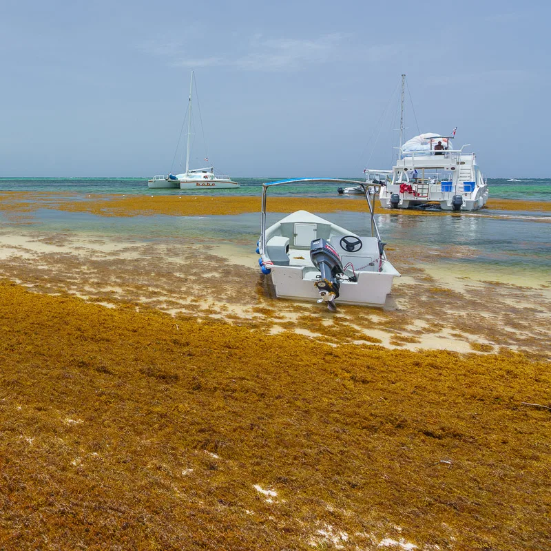 The Navy Prepares To Install Sargassum Seaweed Barriers Around Cancun