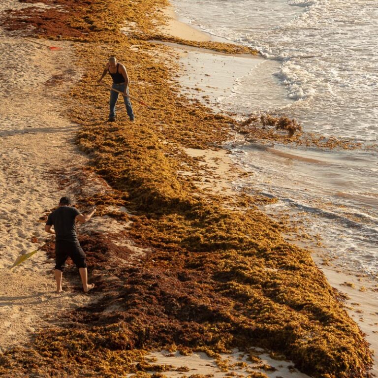 Seaweed Season Begins As Sargassum Washes Up On Beaches In Playa del