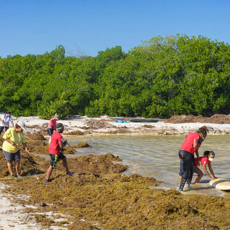 collecting seaweed