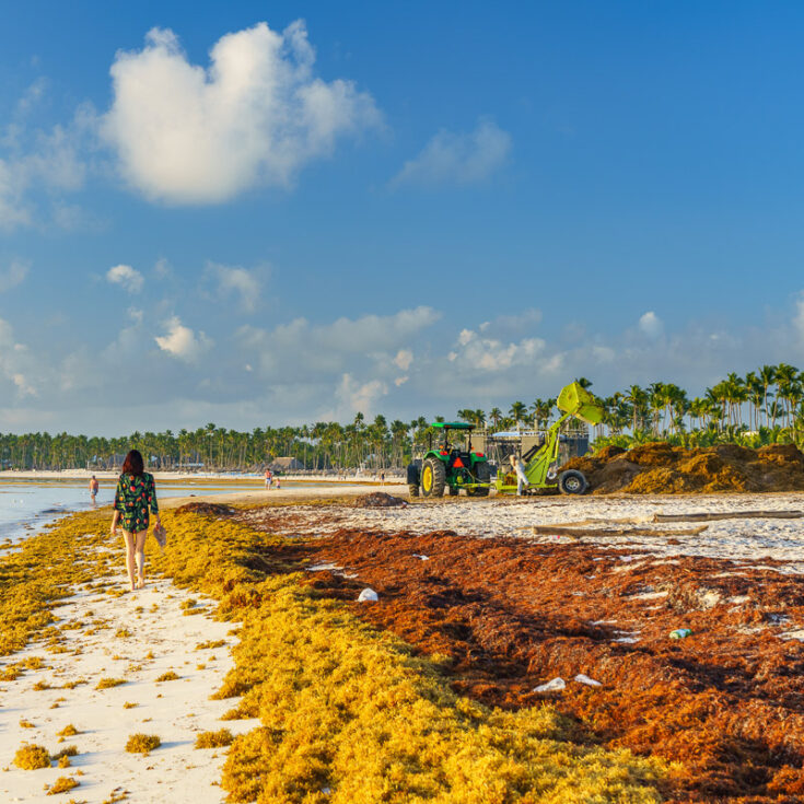 Almost 200 Tonnes Of Sargassum Seaweed Has Already Been Collected in