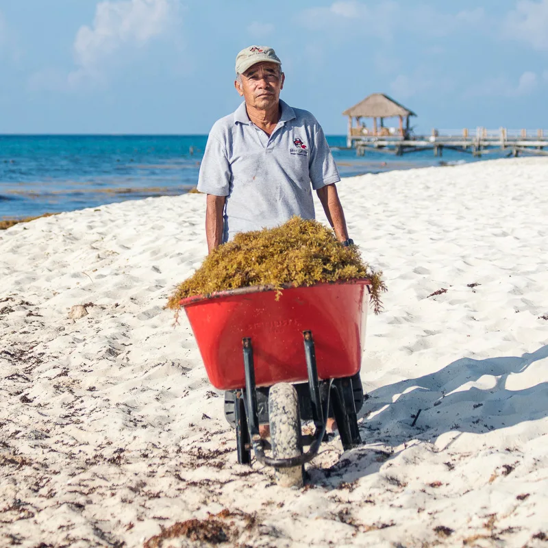 man picking up sargassum