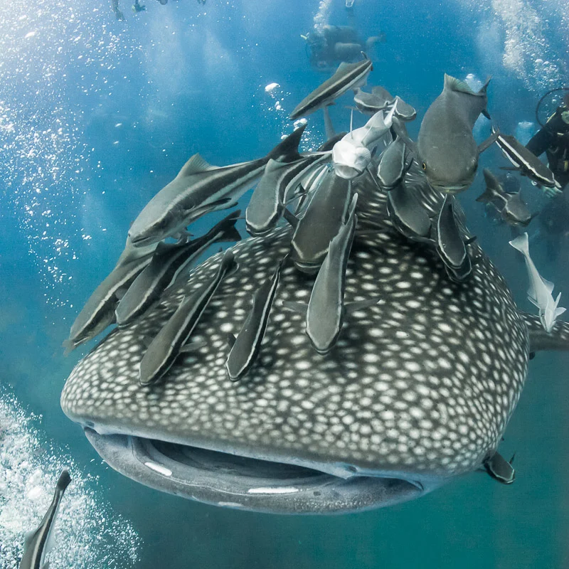 whale shark