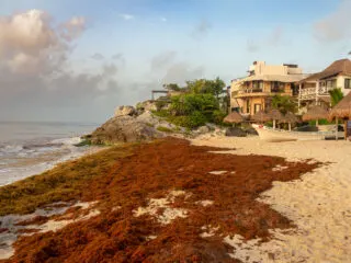 26 Ships Sent To Cancun To Fight Sargassum Seaweed Problem