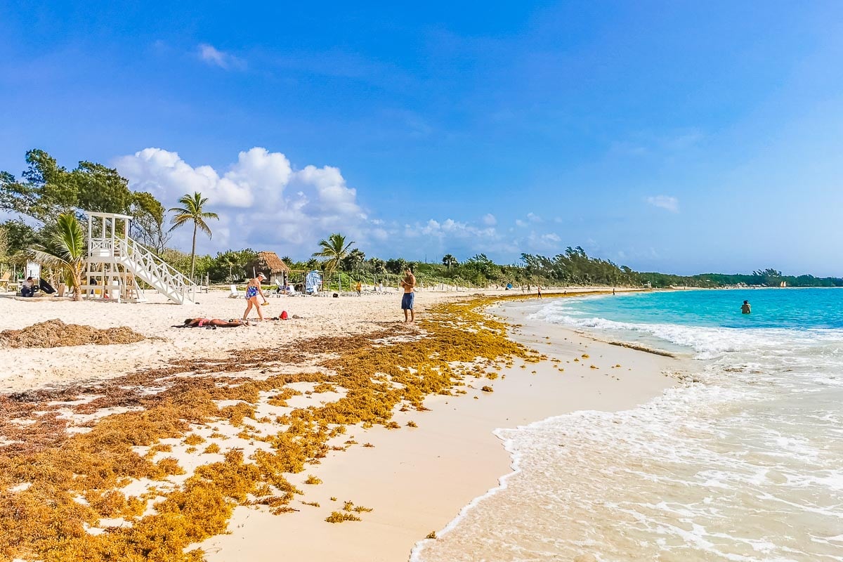 Red seaweed sargazo at tropical mexican beach 88 Punta Esmeralda in Playa del Carmen Mexico.