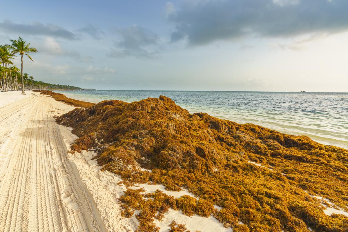 46 Thousand Tonnes Of Sargassum Forecast For Cancun Next Week Cancun Sun