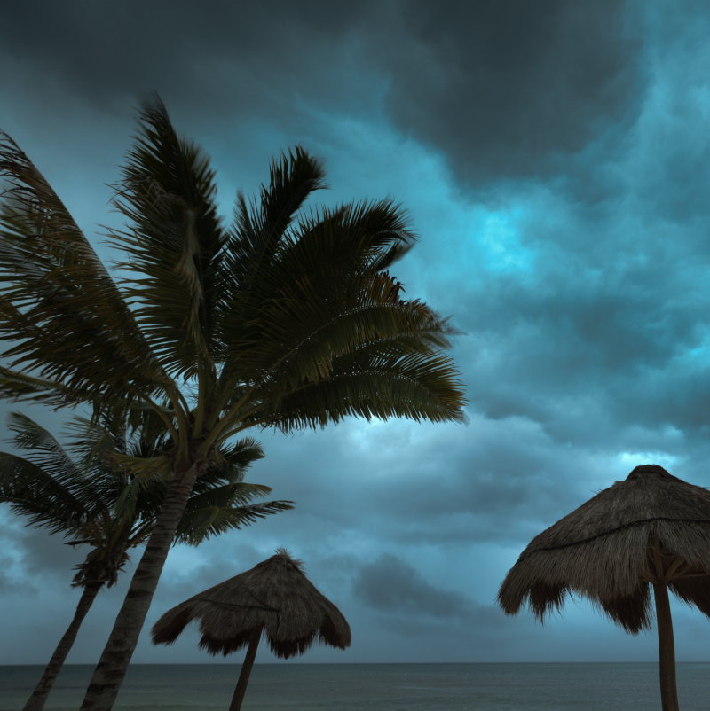 cancun palm trees during a powerful storm 