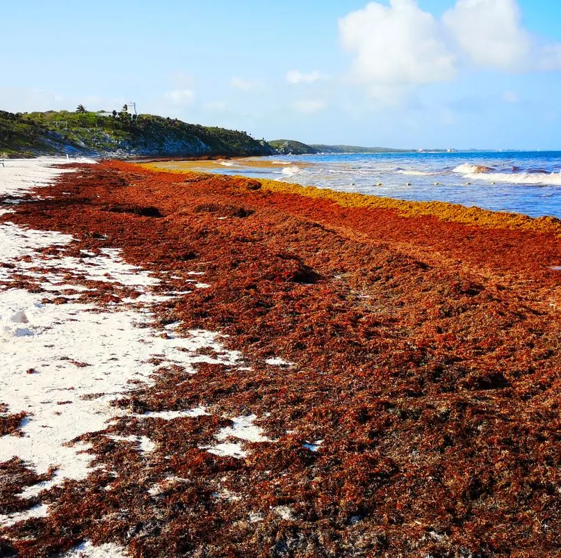 Excesive Amounts of Sargasum On Beach