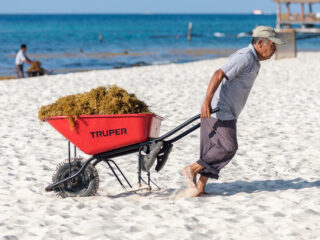 Isla Mujeres Sees More Sargassum Seaweed In April Than First Three Months Combined