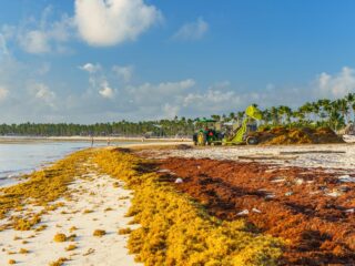 Playa Del Carmen Waits Another Week For Sargassum Barrier As 25,000 Tonnes Hits Mexican Caribbean