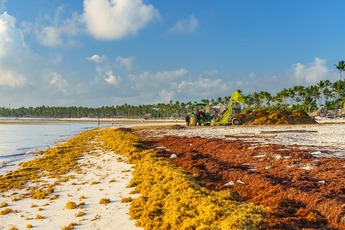 Sargassum Barrier Delayed As 25,000 Tonnes Of Seaweed Hits Beaches In