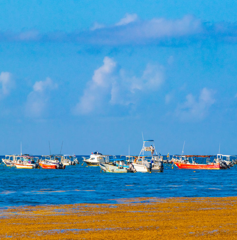 Sargassum boats in the water trying to address the sargassum problem in Playa del Carmen.