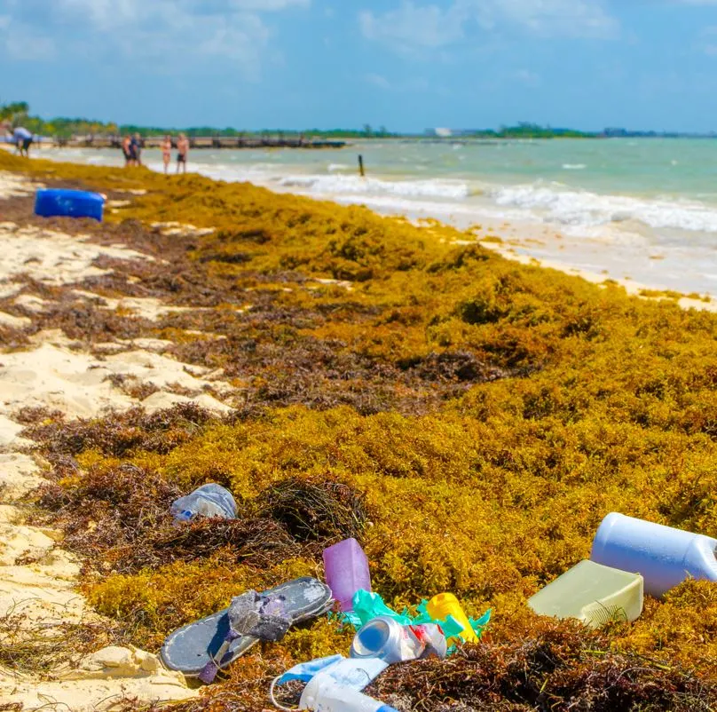 Sargassum On Beach