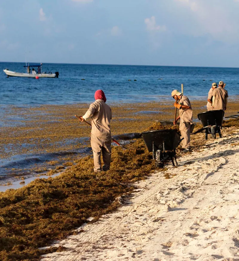 sargassum removal