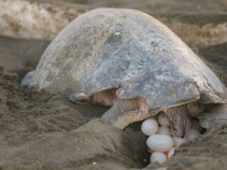 Turtles Returning to Playa del Carmen Beaches