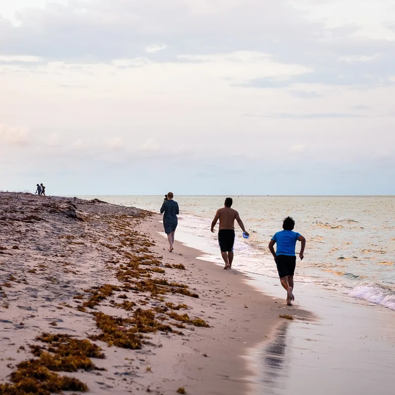 Tourists on Sargassum filled Beach