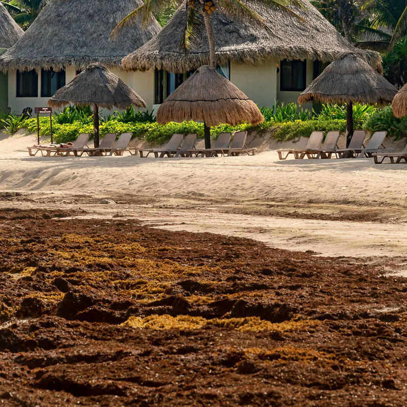 sun loungers and seaweed