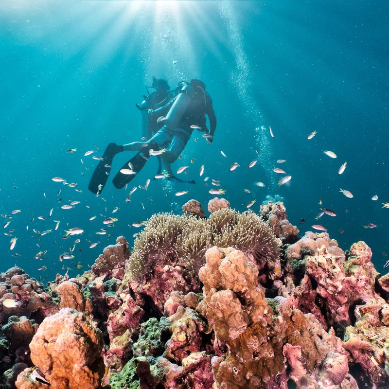 divers with coral reef