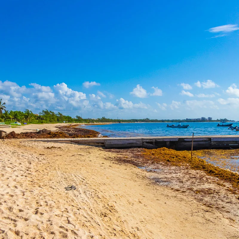 sargassum beach