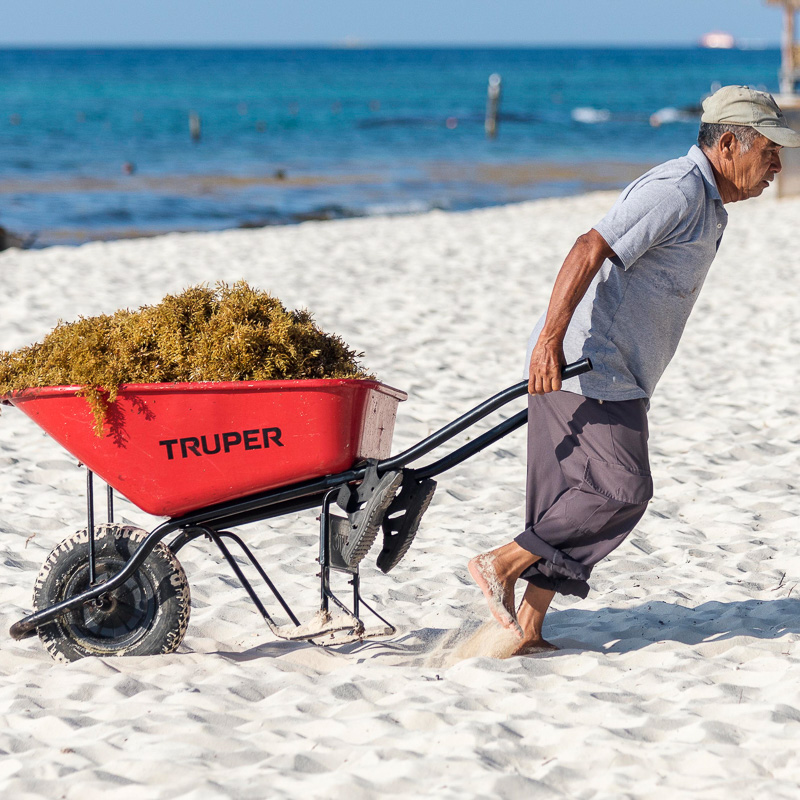 man carting seaweed away
