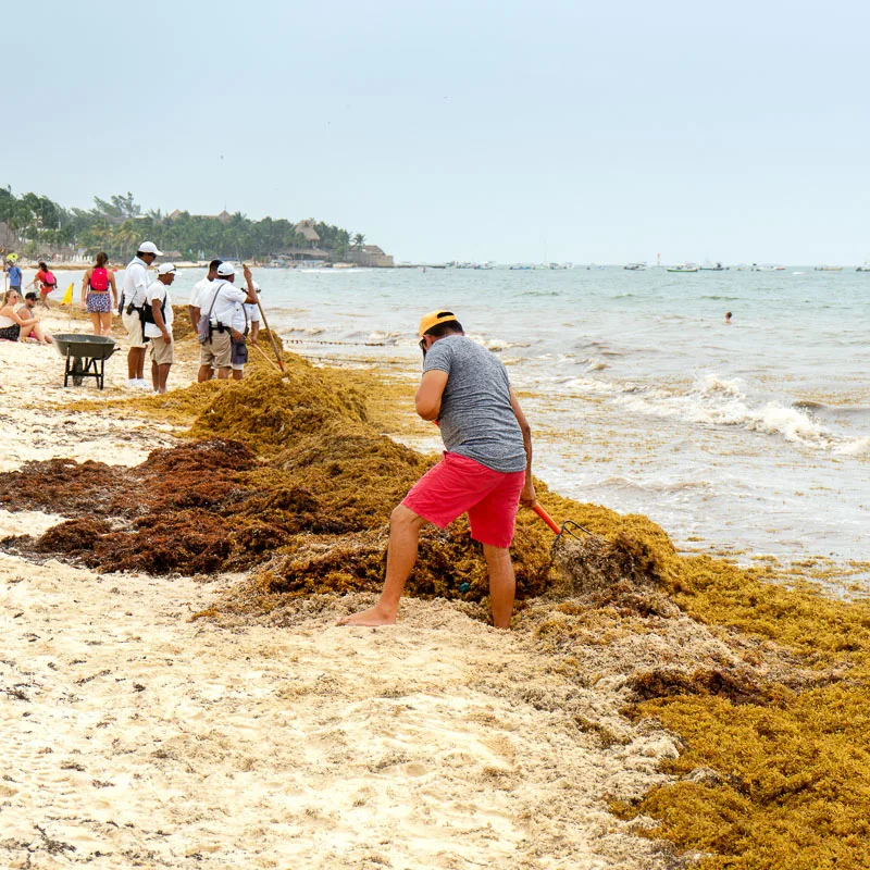 man collecting sargassum in cancun