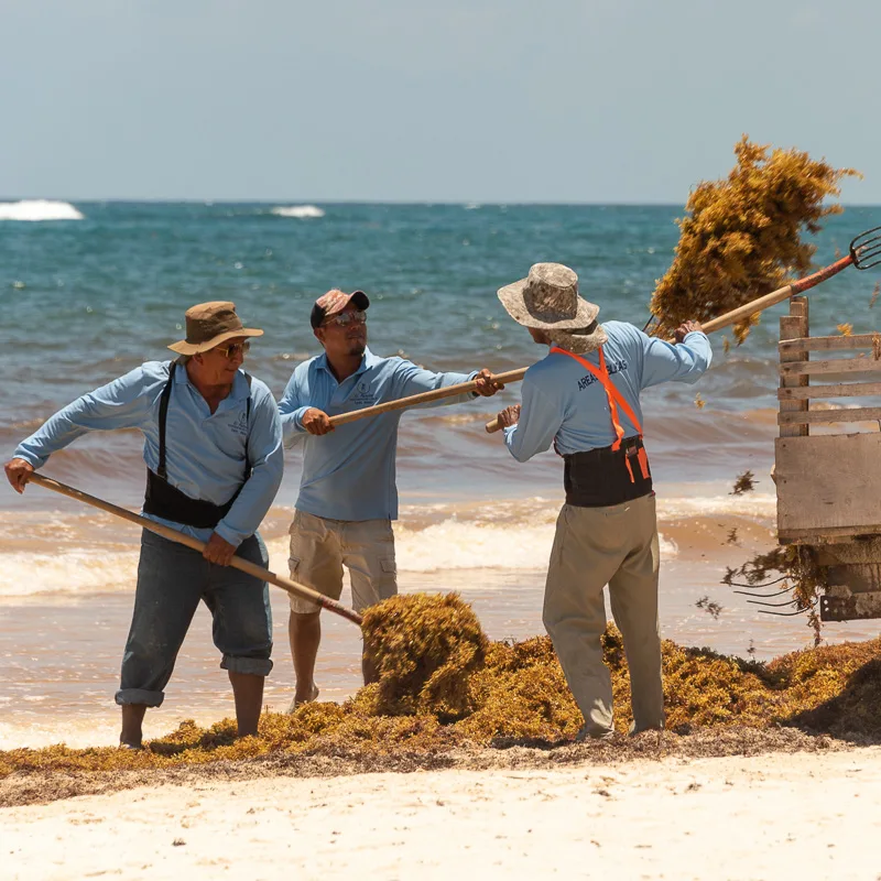 men clearing sargassum