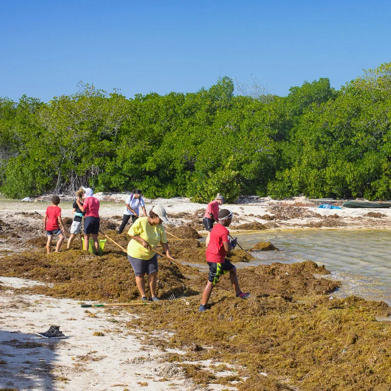 seaweed pickup