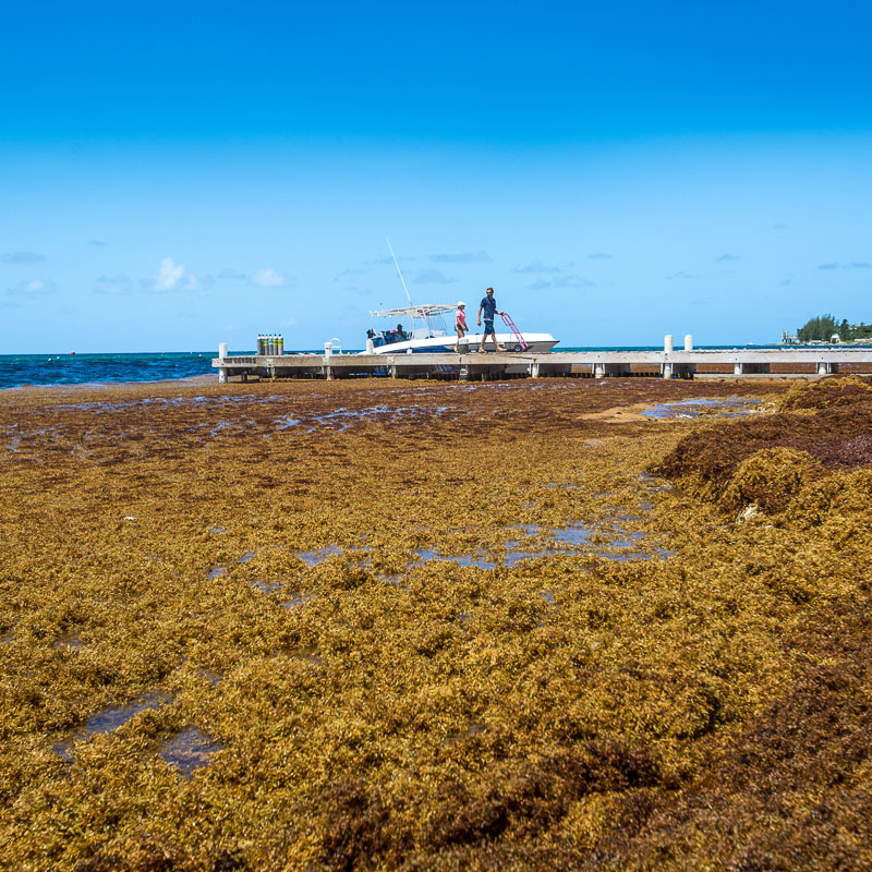 pier and sargassum