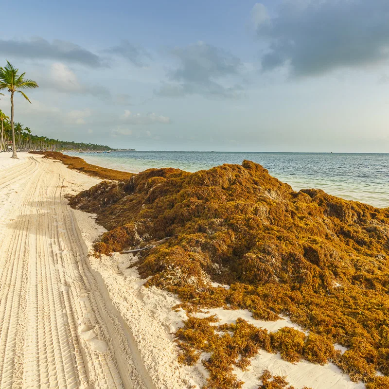 large deposit of sargassum