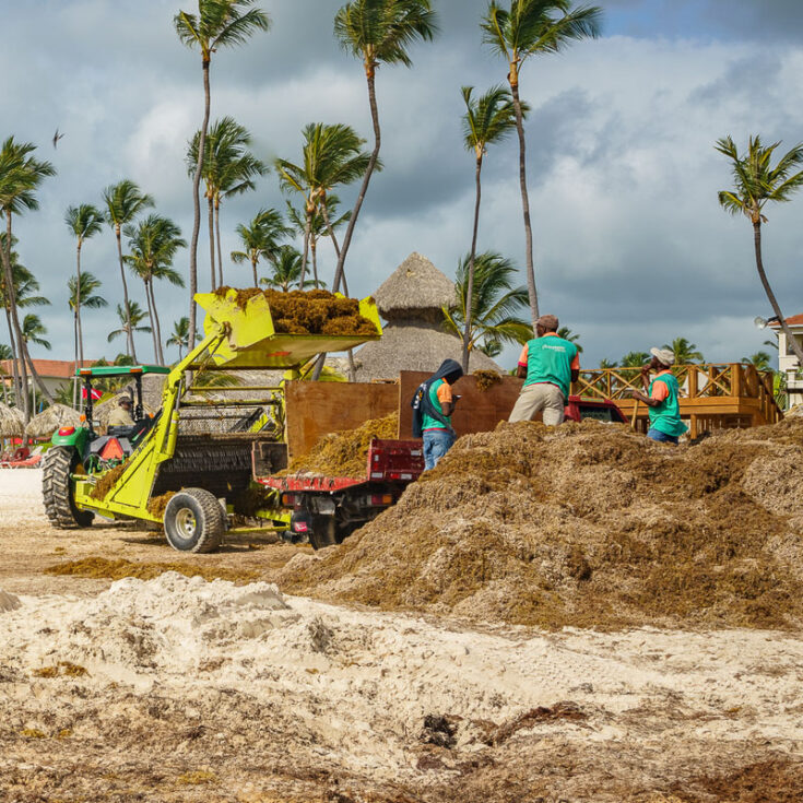 Isla Mujeres Sees More Seaweed In April Than First Three Months