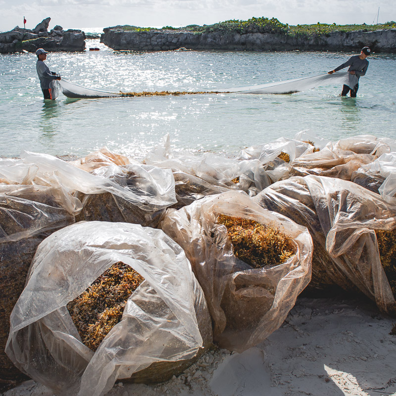 bags of collected seaweed