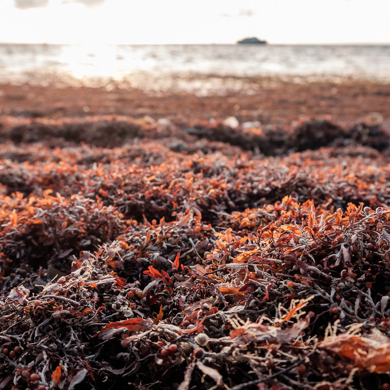 artsy seaweed picture