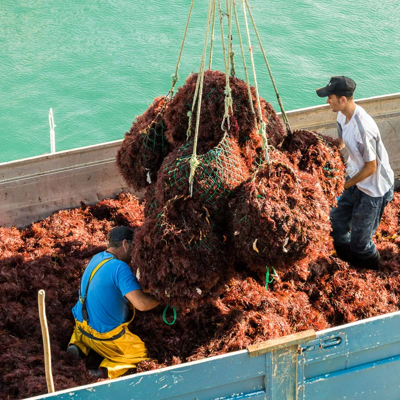 Workers removing red algae from beach