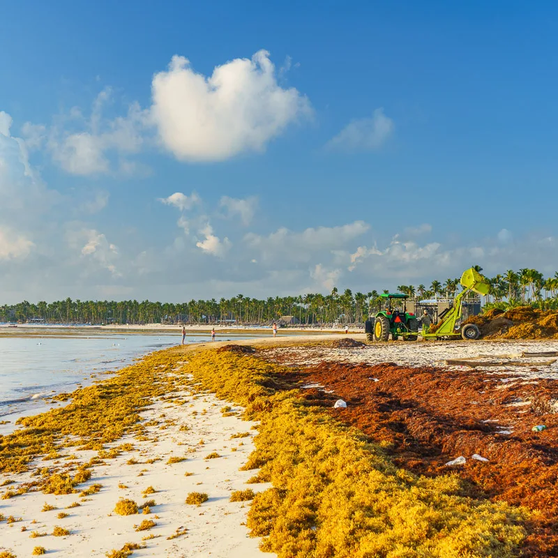 heavy deposit of sargassum