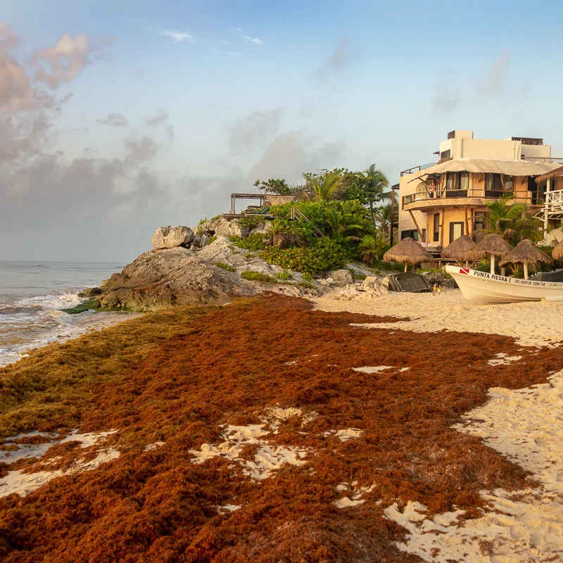 lots of brown sargassum