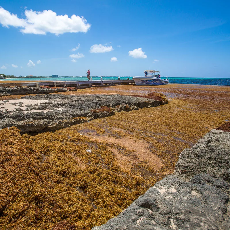 brown sargassum