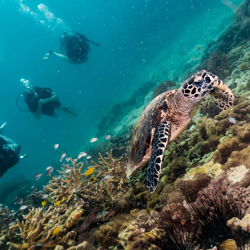 turtle swimming