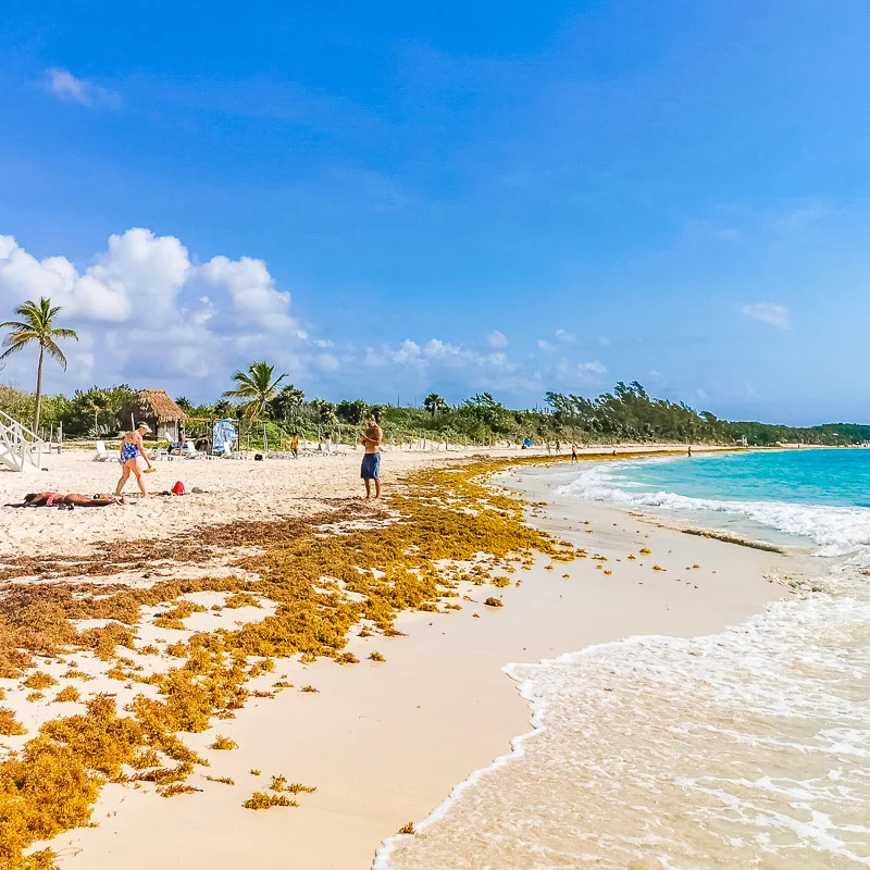 beach with sargassum
