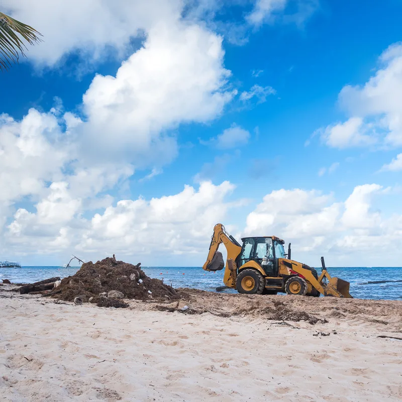 tractor on beach with sargassum