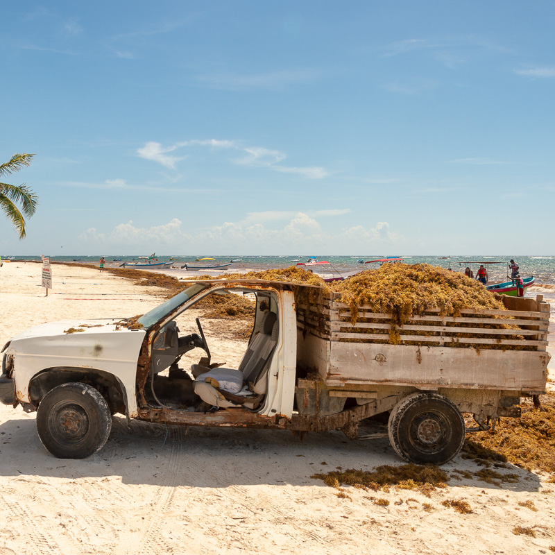 truck collecting sargassum