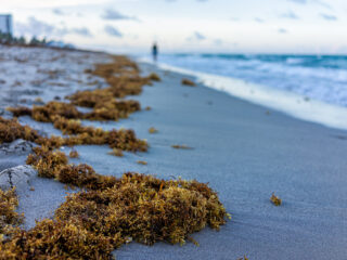 60KM Long Sargassum Seaweed Barrier May Be Built Near Cancun