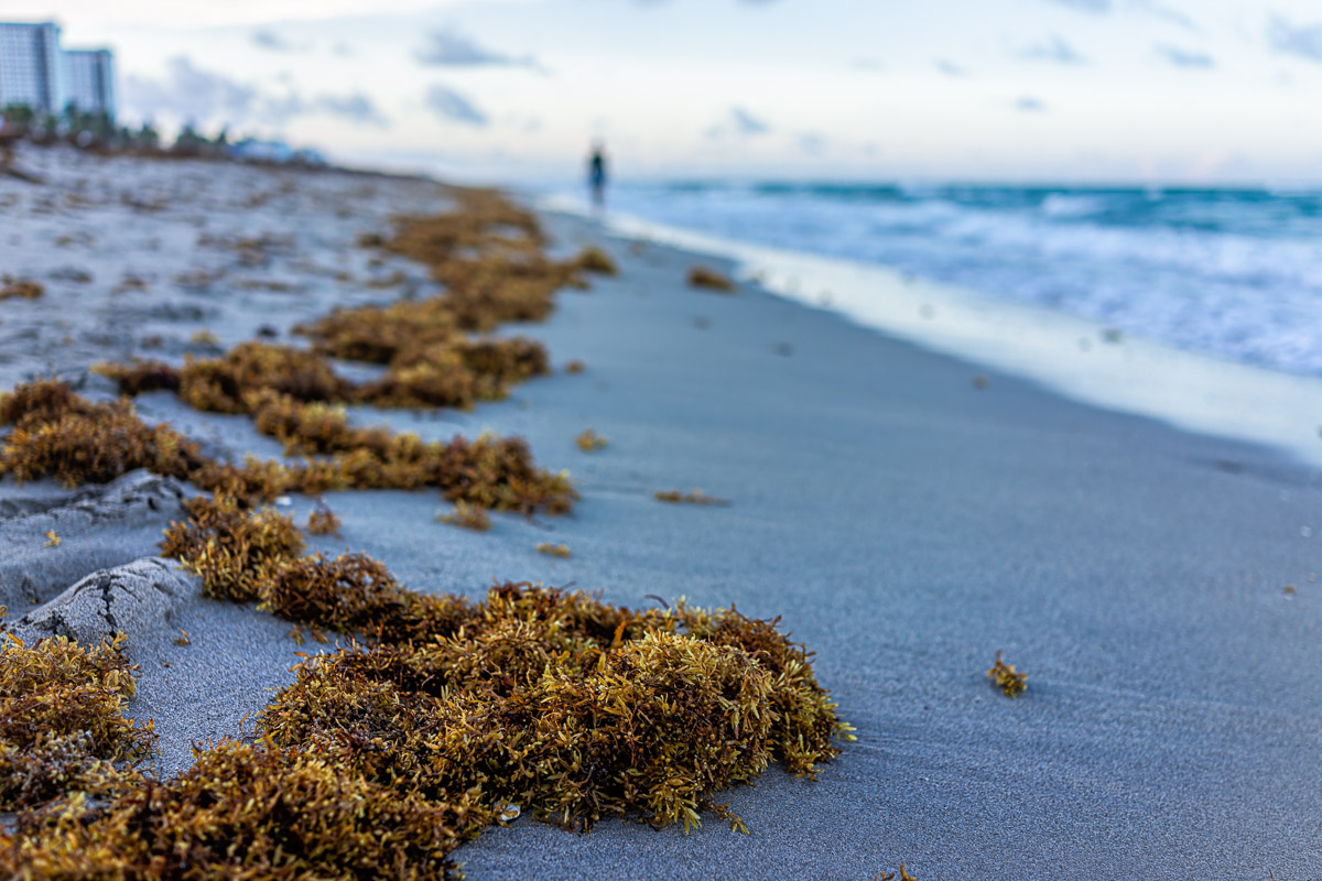 60KM Long Sargassum Seaweed Barrier May Be Built Near Cancun Cancun Sun