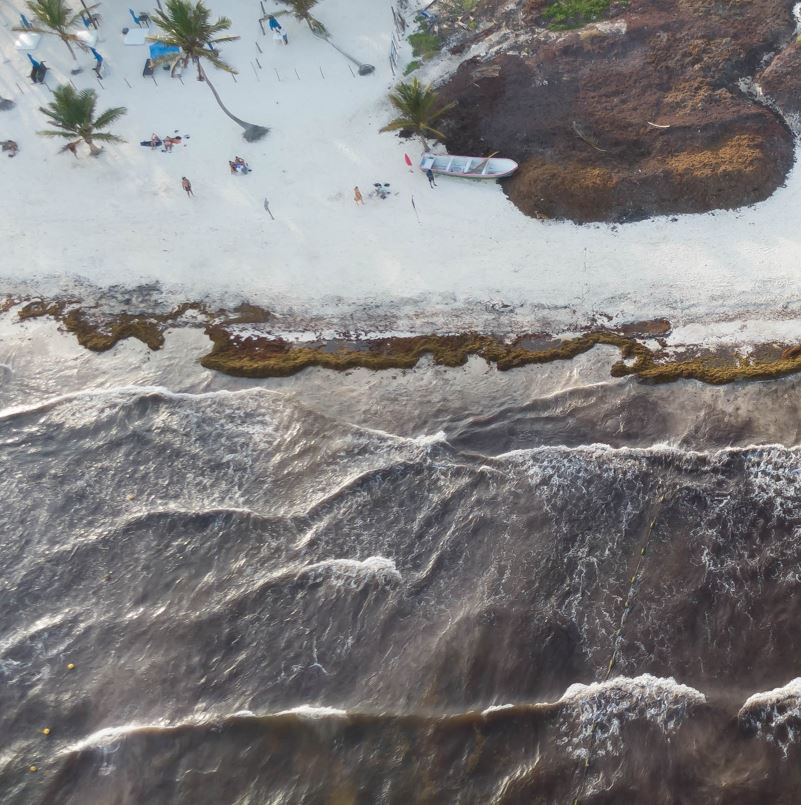 Aerial View of Sargassum Coming Into A Beach