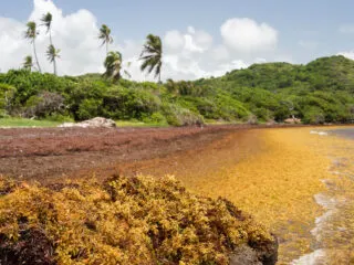 Cancun Braces For Worst Sargassum Season In Five Years