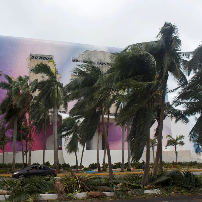 Trees and damage from a hurricane in Cancun