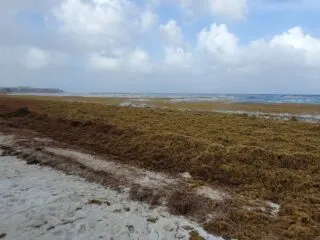 Cancun, Playa del Carmen and Tulum Being Overrun By Seaweed